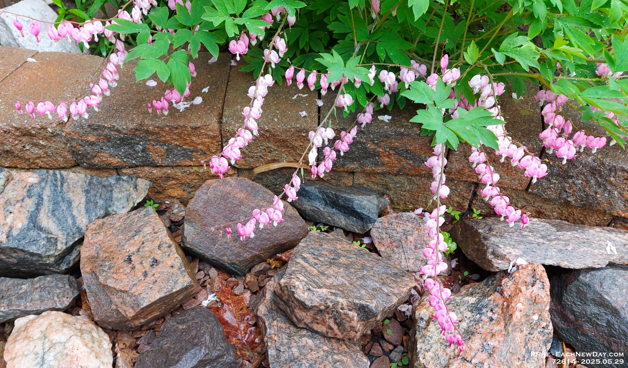 72614CrLe - Bleeding Heart on a misty morning